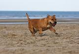 STAFFIE 260